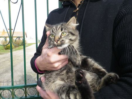 Chat male tigré perdu sur Abbeville (80) 0A0-FCh--Jeune-chat-trouve-a-Abbeville--rue-de-Normandie-