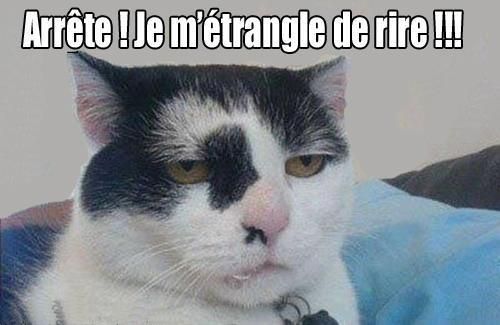 Français et histoire en ccf au BEP: la honte - Page 4 Chat-mort-de-rire-_n